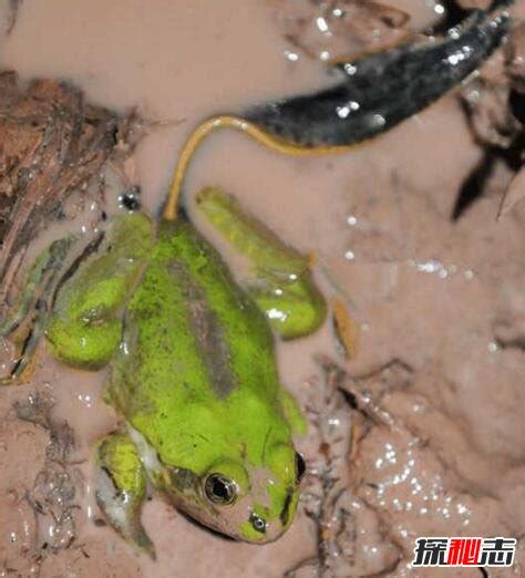 世界上蝌蚪最大的蛙类，不合理蛙(蝌蚪25厘米/成体7厘米)_探秘志