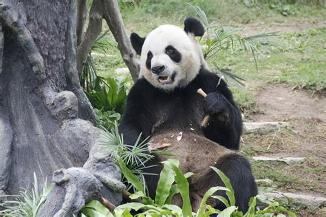 大熊猫“健健”“康康”4岁生日 – 澳门特别行政区政府入口网站