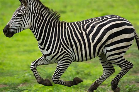 Image result for Zebra Programming Language Applications