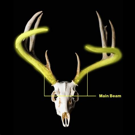 How to Score a Deer: The Antler Scoring System | Ambush Hunting Blinds