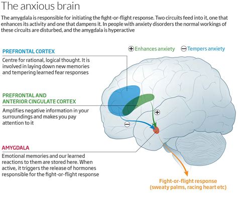 What In The Brain Causes Anxiety: The Science Explained