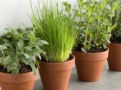 Growing herbs in pots for beginners: expert advice!: planting herbs in pots – ICDK