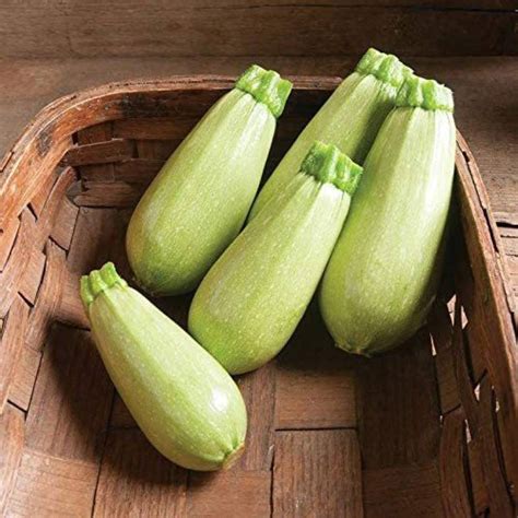 VibeX VVI-89 - Zucchini Mush Bush White Giant - (225 Seeds) Seed Price ...