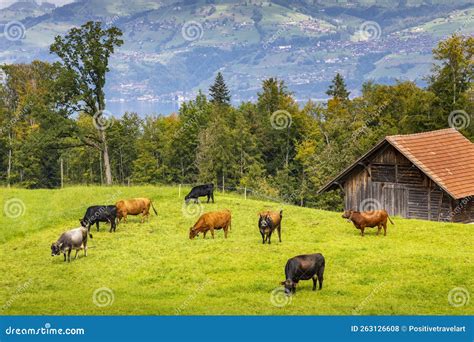 Bernese Swiss Alps and Alpine Farm with Cows, Interlaken, Switzerland Stock Photo - Image of ...