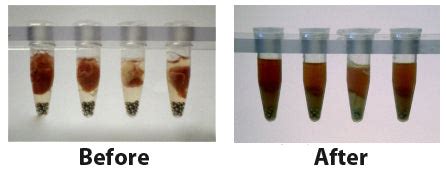 Tumor Tissue Homogenization Protocol 的图像结果