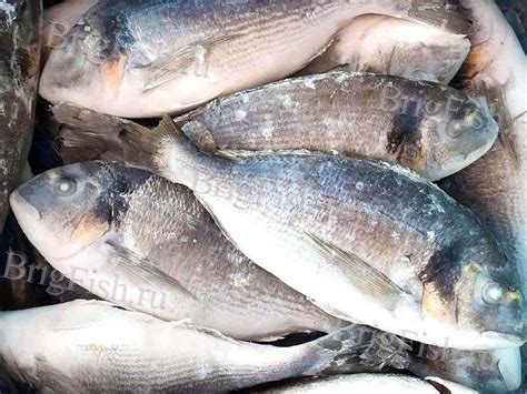 Купить Рыба и морепродукты оптом - в Москве