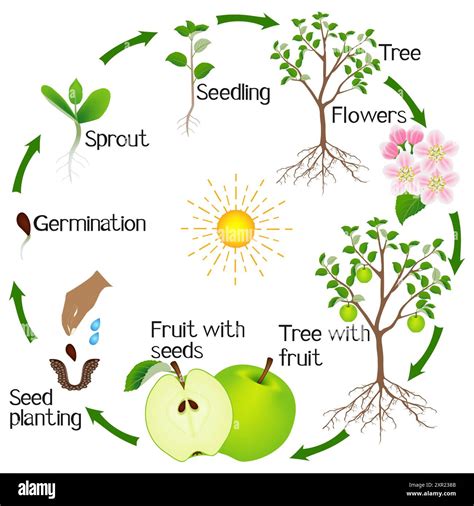 Image result for Tree Life Cycle