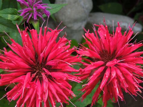 Flowers Bee Balm Wallpapers - Wallpaper Cave