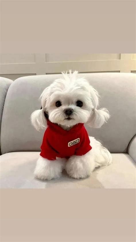 30 best maltese haircuts for dog – Artofit
