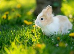 Image result for Baby Bunnies On a Field