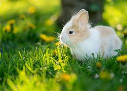 Image result for Drawings of Baby Bunnies