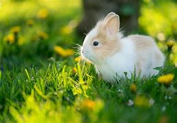 Image result for Cute Baby Bunnies in Cups