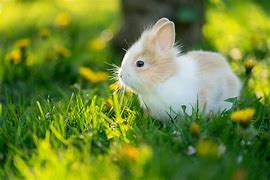 Image result for What to Feed Baby Bunnies