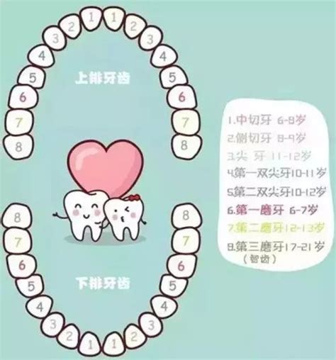 每颗牙齿都叫什么名字？