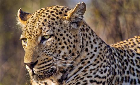 Amazing Facts About Leopards of the Kruger National Park