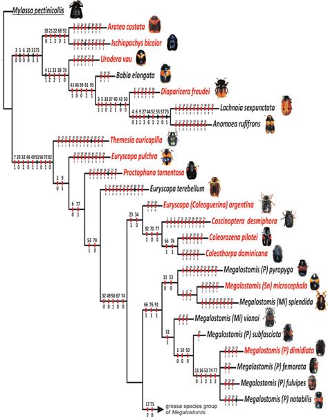 Image result for Cladogram Character Table