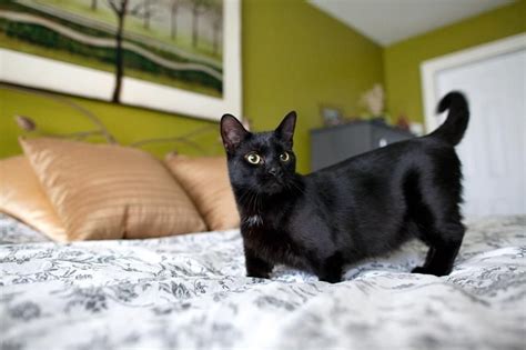 munchkin cat black