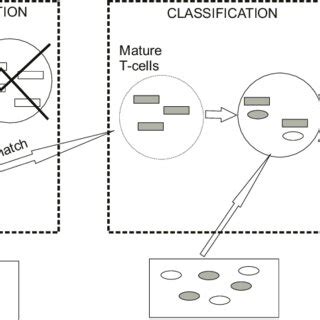 Image result for Negative Selection