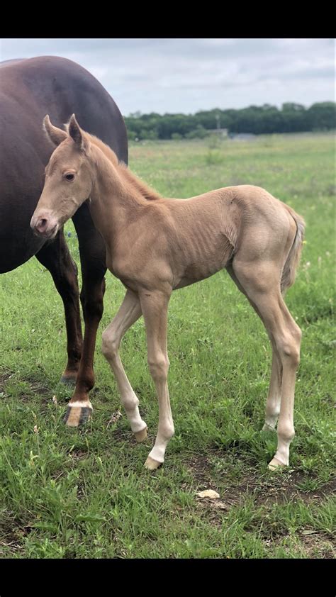 Would like insight on possible foal color! Sire is palomino roan-mare ...