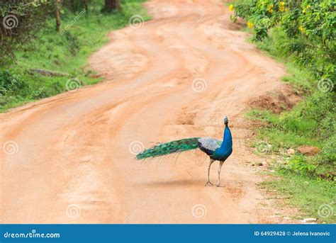 Peacock in natural habitat stock photo. Image of nature - 64929428