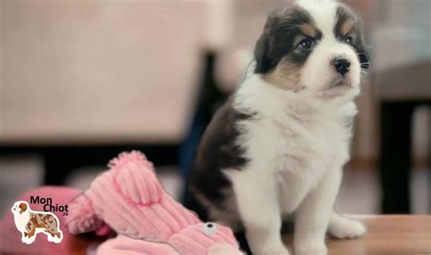 Image result for Elevage Inseparable Conseils