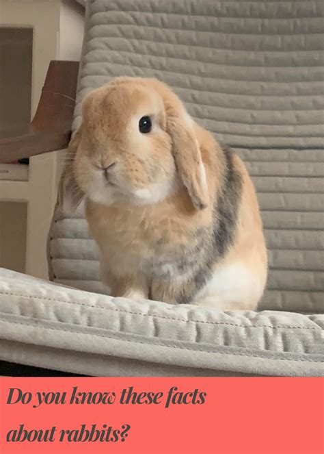 Are rabbits good pets for children – Artofit