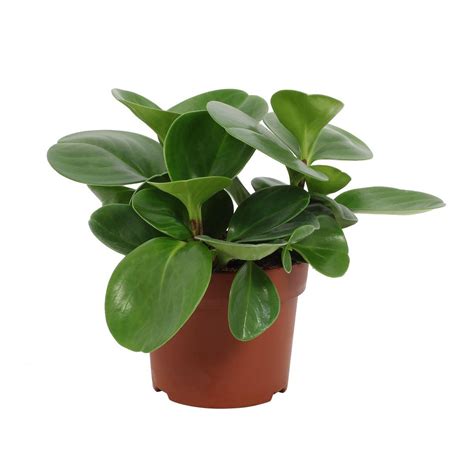 Peperomia obtusifolia 'Green Gold' — Plant Wholesale FlorAccess