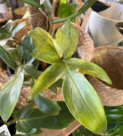 Philodendron - Florida Ghost - Rare - Guildford Garden Centre