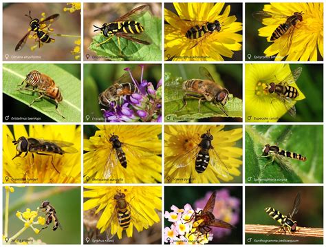 Hover fly | Predator, Pollinator & Mimic | Britannica