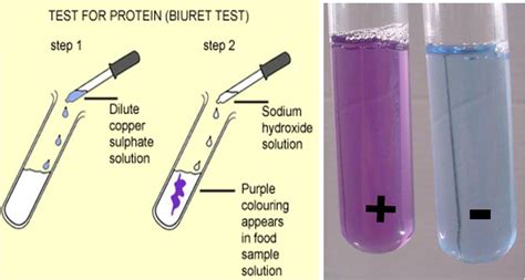 Image result for Science Class 6 Chapter 2 Components of Food