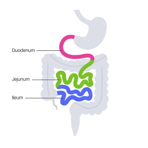 Image result for Duodenum vs Jejunum