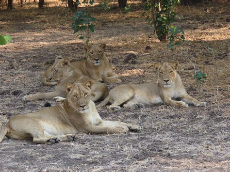 Truly amazing - Review of Stretch Ferreira Safaris, Mana Pools National ...