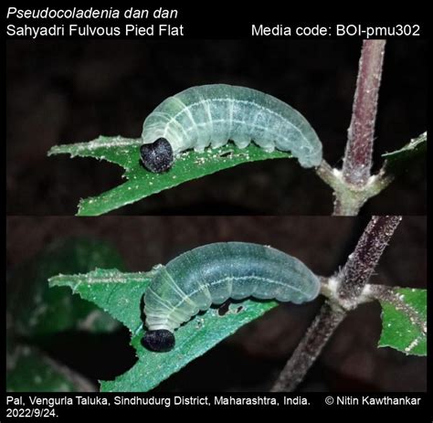 Pseudocoladenia dan dan | Butterfly