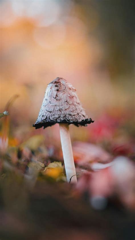 Horses+Mating+Close+Up Videos, Download The BEST Free 4k Stock Video ...