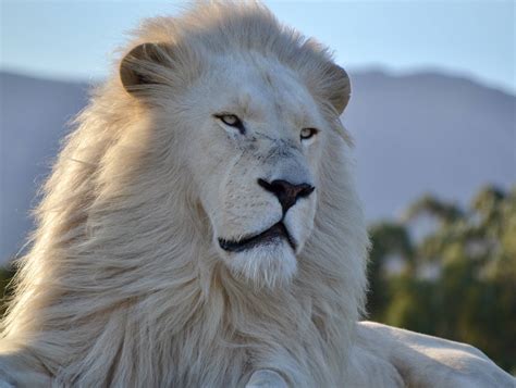 [100+] White Lion Wallpapers | Wallpapers.com