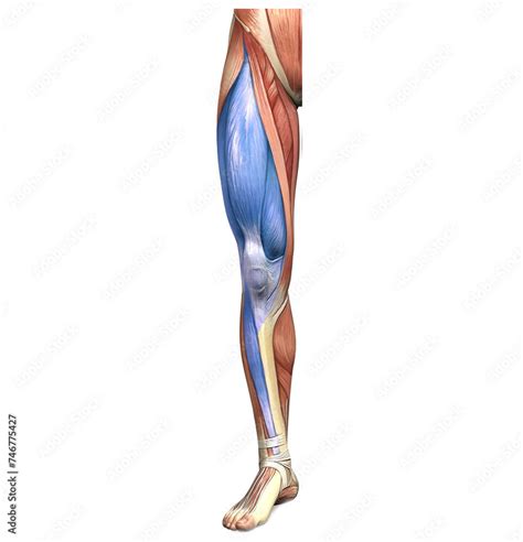 Image result for Anatomic Front Line