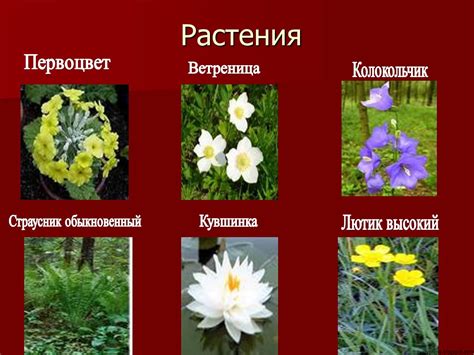 Растения крыма из красной книги с описанием и картинками - Фото подборки