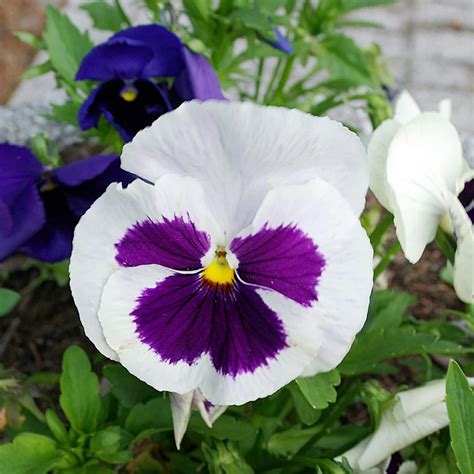 Pansy Violet Seeds Hardy Edible from Seed Perennial India | Ubuy