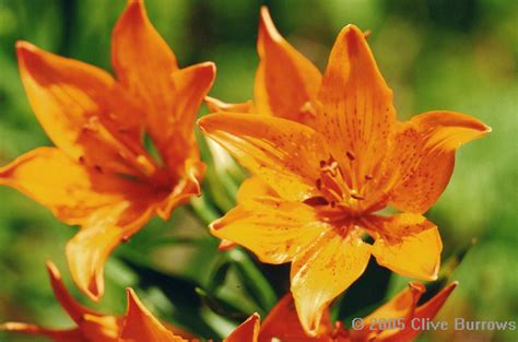 Spanish Pyrenees - wildlife buterflies etc. Pyrenees Spain