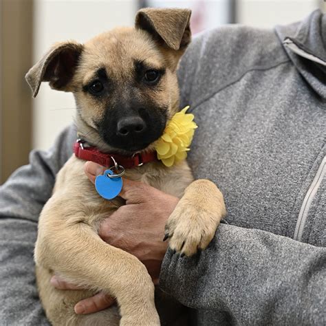 Humane Society to open thrift boutique in Truckee | SierraSun.com