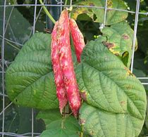 Image result for Growing October Beans