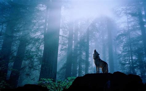 Image result for 51 Wolves Howling