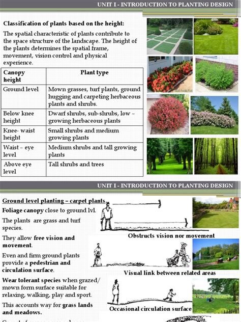 Plant Classifications Explained 的图像结果
