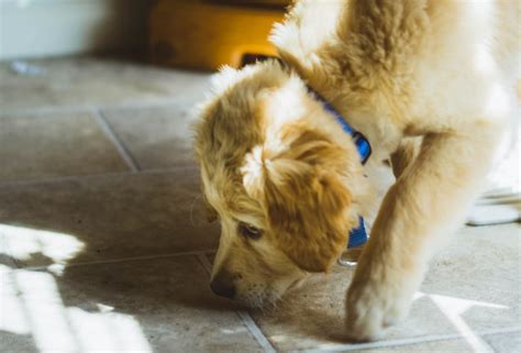 Smart Geofence Collar: The Ultimate Pet Tracker