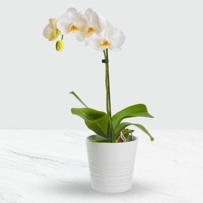 Phalaenopsis Orchid in Pot: Order Flowers Online | Interflora India ...