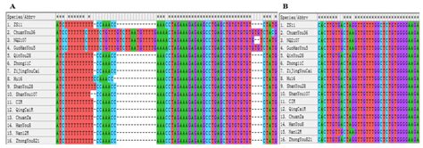SNP and Haplotype Variability in the BnP5CR2 Gene and Association with ...