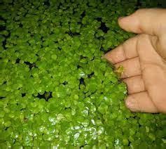 Duckweed Seeds for Aquarium, Aquarium Seeds for Duckweed Plant (Pack of ...