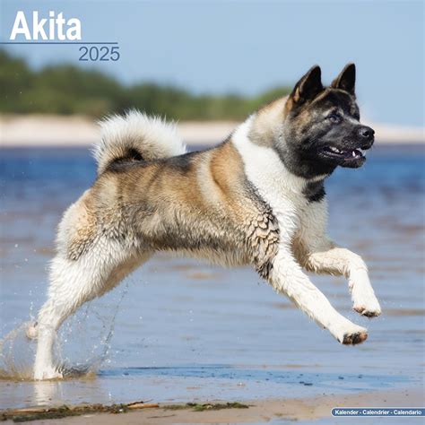 Akita Calendar 2025 Square Dog Breed Wall Calendar - 16 Month : Amazon ...