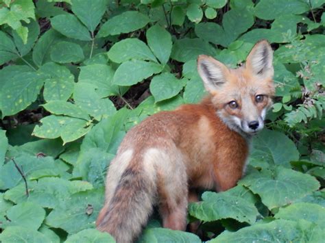 Les oiseaux rares 2016: Le renard rusé... - Les Oiseaux Rares