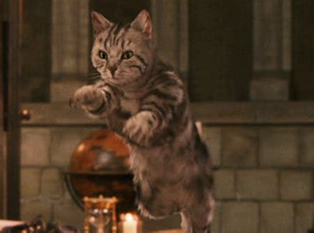 Memorable cats from movies | IMDB v2.1